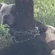 Un uomo trova un pitbull legato ad un albero e legge la lettera che giace accanto ad esso