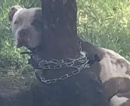 Hombre encuentra un pitbull atado a un árbol y lee la carta que está al lado