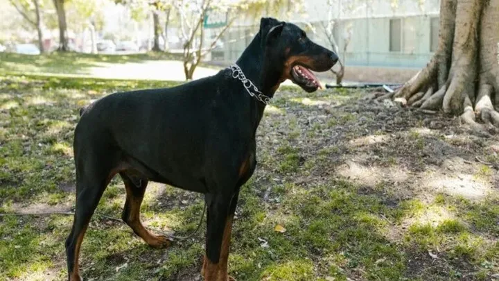 15 raças de cães que não podem ser mantidas como animais de estimação