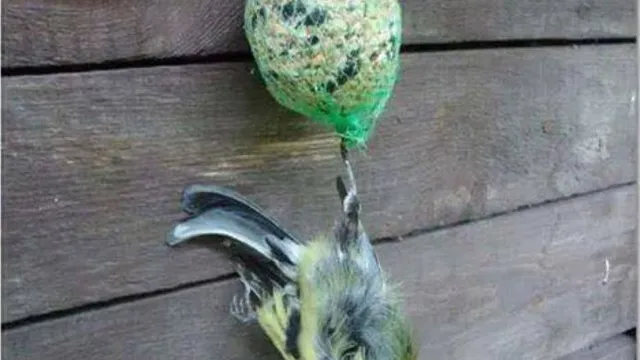 Du hast liebevoll so einen Meisenknödel im Garten aufgehängt? Dann lies das mal!