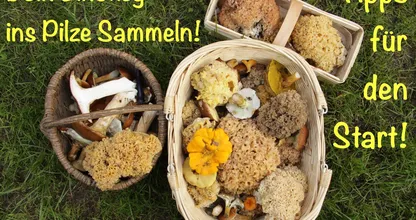 Welche Pilze darfst du eigentlich essen und welche nicht? Welche Pilze schmecken gut?