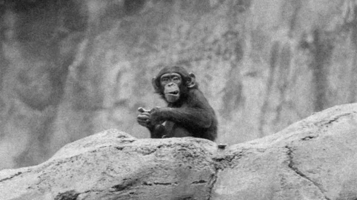  Vídeo conmovedor: Este chimpancé de 59 años se despide de un viejo amigo