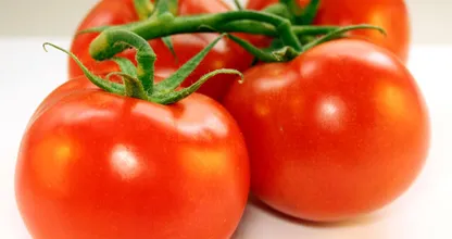 Ele colocou 4 fatias de tomate em um recipiente com terra e o resultado 10 dias depois é incrível! Você deveria tentar isso!