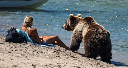 Woman Follows Bear into the Sea After It Approaches Her on the Beach