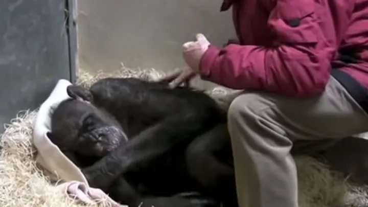  Vídeo conmovedor: Este chimpancé de 59 años se despide de un viejo amigo