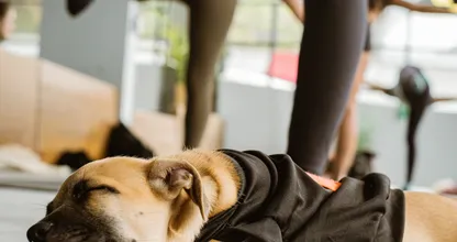 Ah oh: Puppy-yoga blijkt niet zo onschuldig als het lijkt