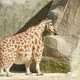 Vieron este jirafa en la naturaleza: el veterinario se sorprende cuando se da cuenta de por qué es tan grande