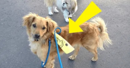 Kommt dir ein Hund mit einer gelben Markierung entgegen? Dann solltest du wissen, wie du reagieren musst