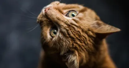 'Een afschuwelijke gebeurtenis': kat met stok doodgeslagen in Zaanstad