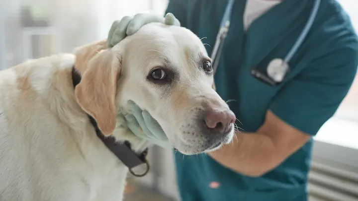 If You Have Dogs, This Might Concern You