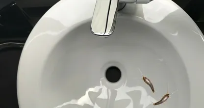 So sorgst du dafür dass Silberfische in Zukunft nicht mehr zu dir ins Haus kommen