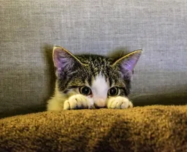 Dit zijn de populairste kattennamen van 2022