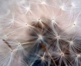 Hooikoortspatiënten, opgelet: Poolse pollen zorgen voor klachten