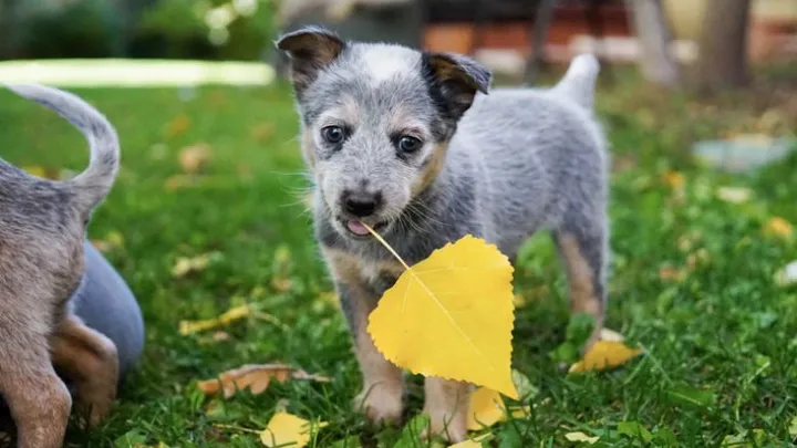 Pups moeten in 2020 verplicht een paspoort hebben