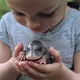 Lost ‘Duckling’ Found in Backyard – What Experts Say Next is Unbelievable!