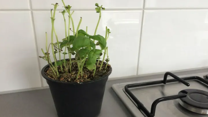 Mit diesen Pflegetipps hält sich Basilikum aus dem Supermarkt viel länger!