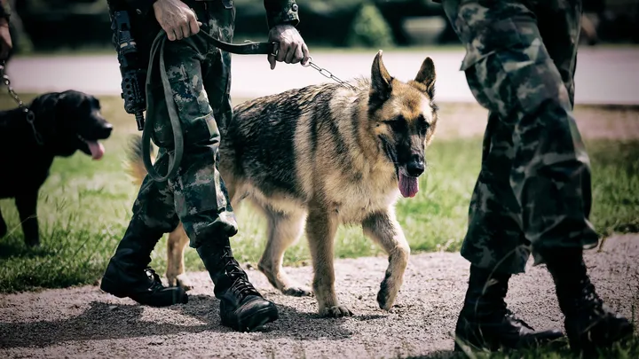 Un chien policier à la retraite fait une découverte intéressante avec l’aide de son propriétaire
