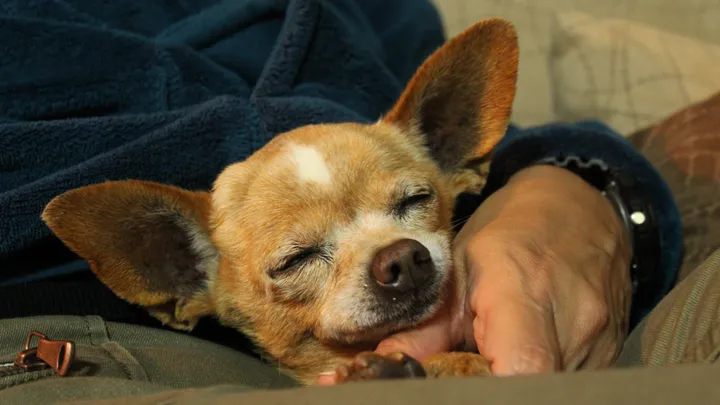 Esta pitbull se recusou a deixar o abrigo sem seu amigo chihuahua