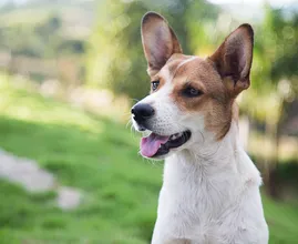 Great news for all dog owners! If you're not sure if you should get a dog, this might help you decide!