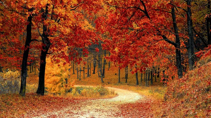 Deze sterrenbeelden zijn dol op de herfst