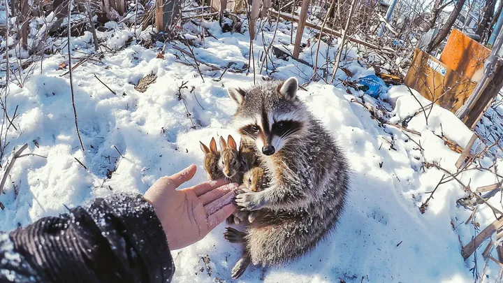 Raccoon Found Freezing in the Snow - But What It Was Hiding Under its Belly Will Leave You Stunned!