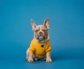 Il bulldog scomparso finalmente si ricongiunge con la sua famiglia