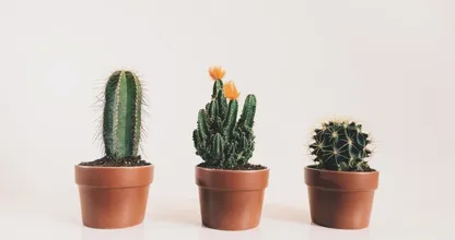 Prikkelende planten: zó moet je een cactus verzorgen