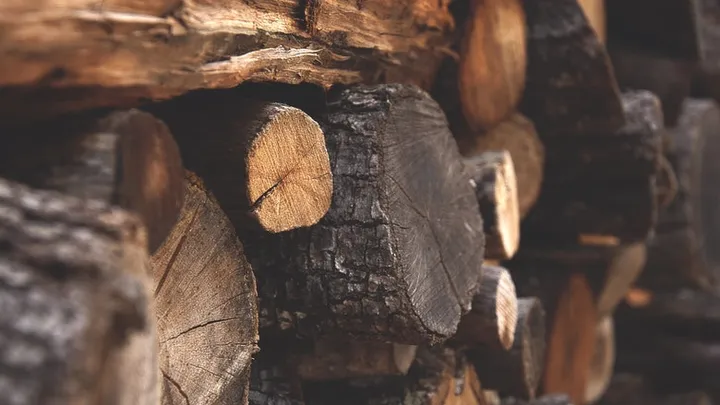 Holzfäller finden seltsame Kreatur in hohlem Baum