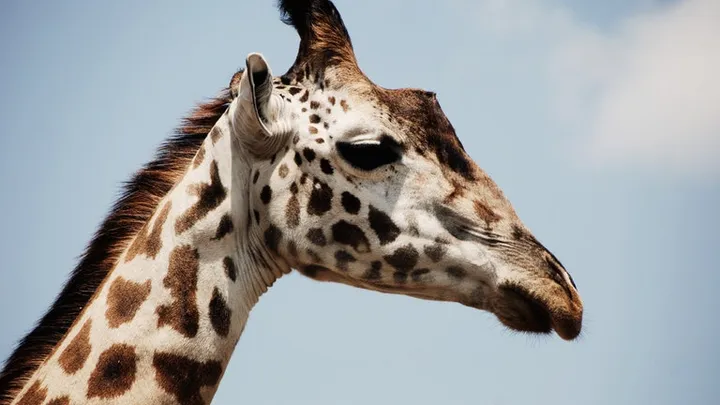 This Giraffe Was Spotted In The Wild - Vet Is Shocked When He Realizes Why It Is So Huge