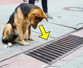 Perro mira hacia el desagüe todos los días hasta que los transeúntes ven lo que está mirando