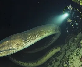 Diver Follows Giant Eel into Den After It Approaches Him Near a Sunken Ship