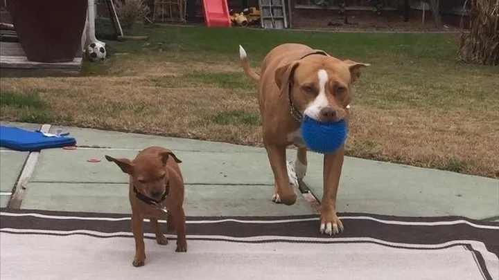 Esta pitbull se recusou a deixar o abrigo sem seu amigo chihuahua