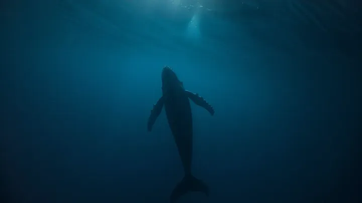 Uma baleia gigante não deixa a mergulhadora em paz - então ela percebe a terrível razão disso