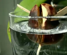 Stick a few skewers into an avocado pit and see what happens in this time lapse! Amazing!
