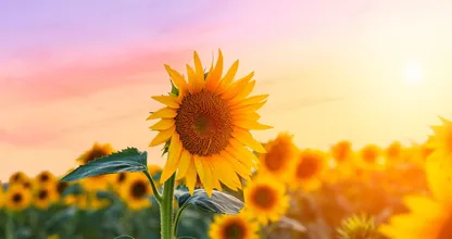 Aha! Zo blijven zonnebloemen langer mooi én zaai je ze zelf