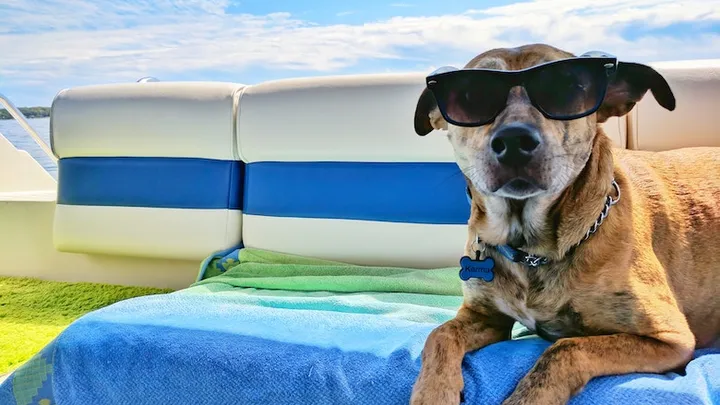 Aha: deze regels gelden wanneer je met je hond op reis gaat