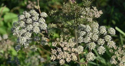 Pas op: deze giftige plant groeit op steeds meer plekken in Nederland