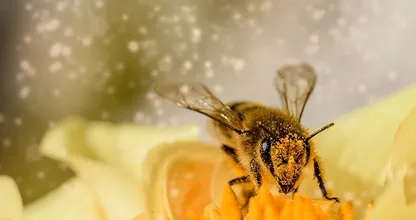 Mit diesen einfachen 3 Schritten rettest du Bienen!