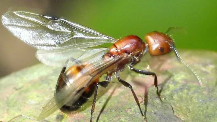 Are flying ants swarming around your house? This is how to get rid of them