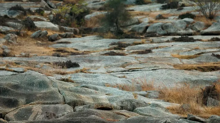 Can You Spot the Leopard in the Photo? Almost No One Can Find It