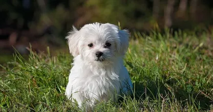 De reden waarom kleine honden vaak veel harder blaffen dan grote honden