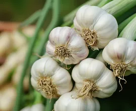 Garlic: The Mighty Bulb with Everyday Superpowers