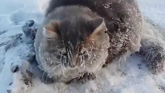 VIDEO: armes Tierchen! Festgefrorenes Kätzchen wird in letzter Sekunde befreit!