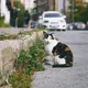 Polish cat is top-rated tourist attraction on Google Maps