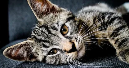 Heeft je kat vlooien? Zo verhelp je dat op een natuurlijke manier