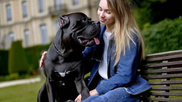 Um bilionário aposta um milhão de dólares para que ninguém consiga acalmar seu cachorro - uma jovem sem-teto (19) prova que ele está errado