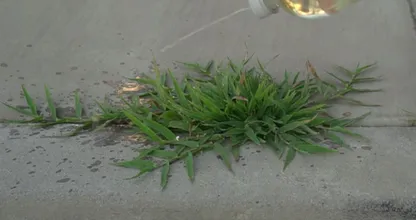 Elimine ervas daninhas que crescem na calçada! Esta dica simples removerá suas ervas daninhas rapidamente!