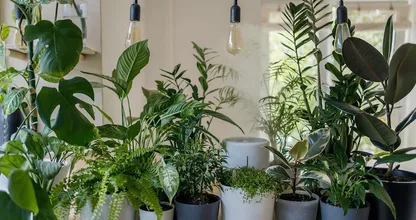 Kamerplanten schoonmaken: zo pak je dat aan