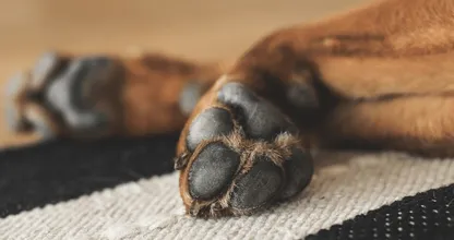 Belangrijk: smeer bij ijskou de poten van je hond in met vaseline