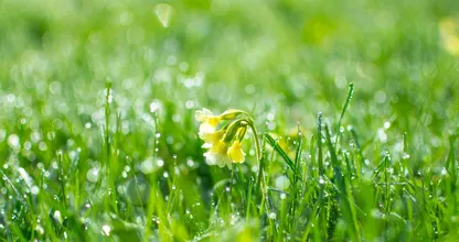 Is de lente al in zicht? Dit is de weersverwachting voor de rest van februari